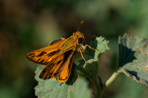 iNaturalist observation photo of Fiery Skipper