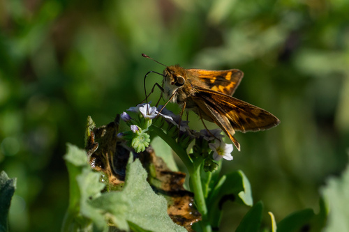 iNaturalist observation photo of Fiery Skipper