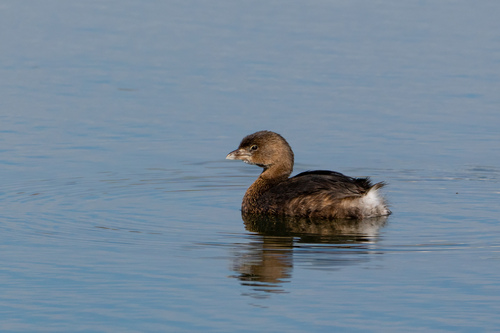 iNaturalist observation photo of Pied-billed Grebe