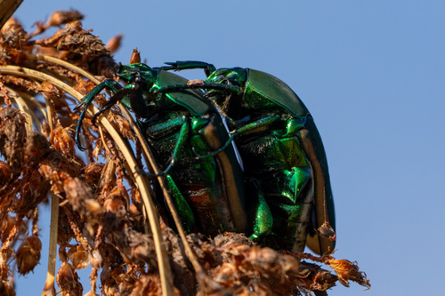 iNaturalist observation photo of Figeater Beetle