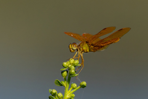 iNaturalist observation photo of Mexican Amberwing