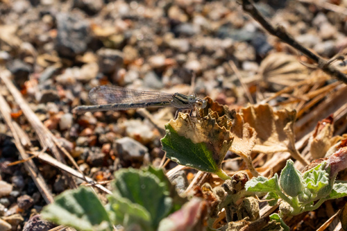 iNaturalist observation photo of Bluets