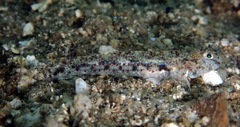 Opalescent Sandgoby photo 2