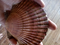 Aequipecten tehuelchus