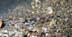Opalescent Sandgoby photo 5