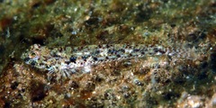 Opalescent Sandgoby photo 3