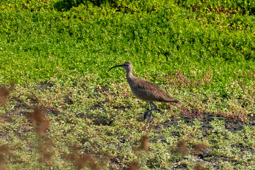 iNaturalist observation photo of Hudsonian Whimbrel