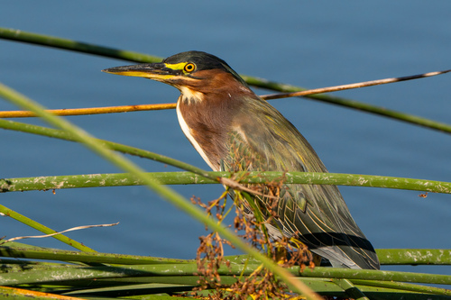 iNaturalist observation photo of Green Heron