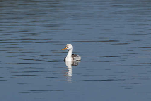 iNaturalist observation photo of Clark's Grebe