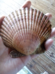 Aequipecten tehuelchus