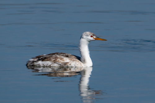 iNaturalist observation photo of Clark's Grebe