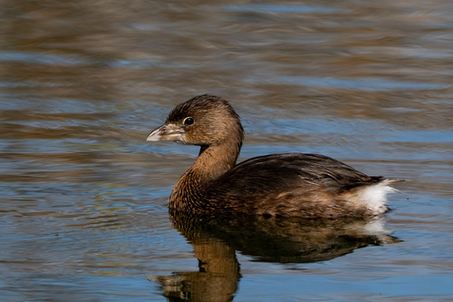 iNaturalist observation photo of Pied-billed Grebe