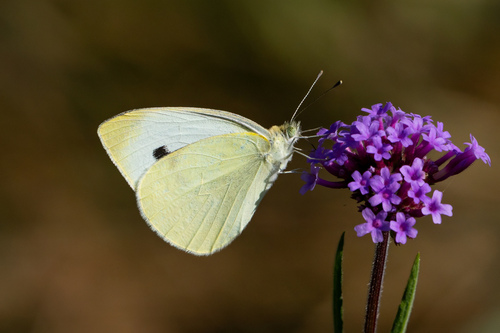 iNaturalist observation photo of Small White