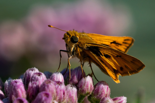 iNaturalist observation photo of Fiery Skipper