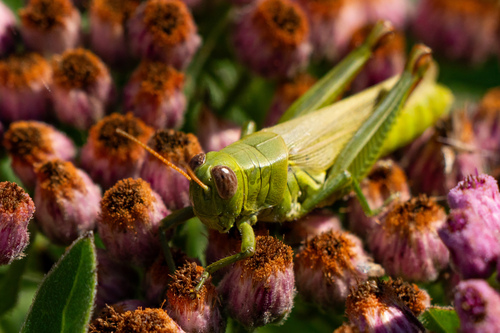 iNaturalist observation photo of Yarrow's Grasshopper