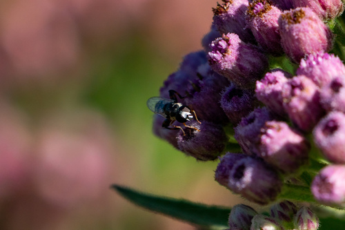iNaturalist observation photo of Peg-legged Compost Fly
