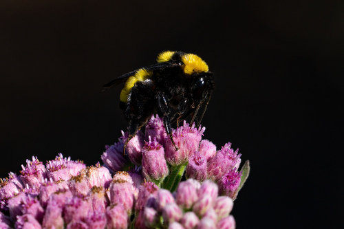 iNaturalist observation photo of Sonoran Bumble Bee