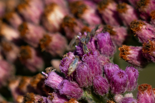 iNaturalist observation photo of Orsillinae