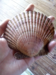 Aequipecten tehuelchus