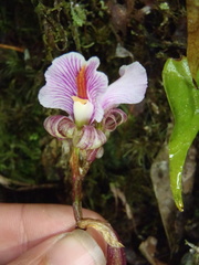 Nephelaphyllum pulchrum