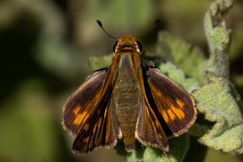 iNaturalist observation photo of Fiery Skipper