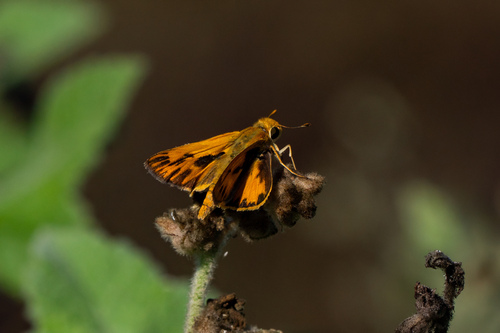 iNaturalist observation photo of Fiery Skipper