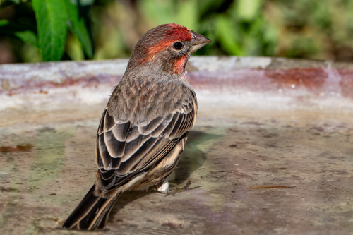iNaturalist observation photo of House Finch