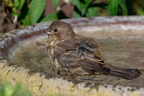 iNaturalist observation photo of House Finch