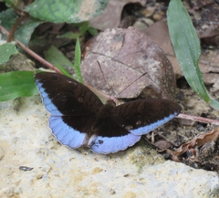 Tanaecia