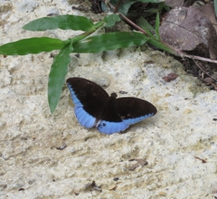 Tanaecia