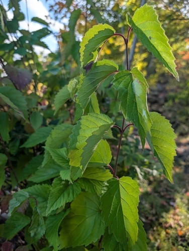 northern arrowwood (Viburnum recognitum)