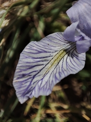 Iris loczyi