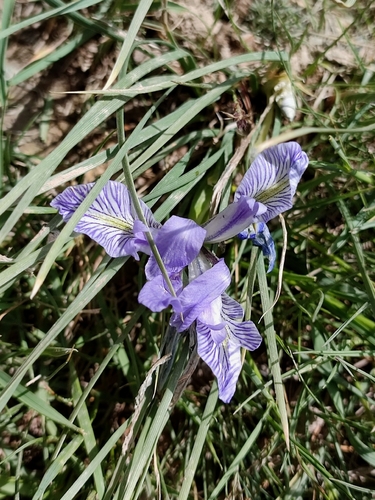 Iris loczyi, photograph 2