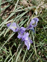 Iris loczyi, photograph author not stated, no rights reserved