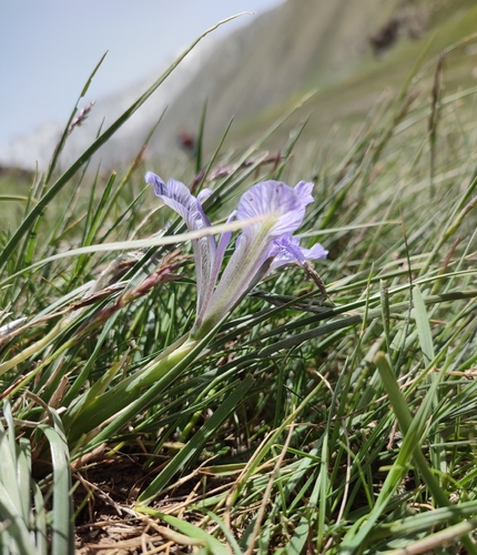 Iris loczyi, photograph 3