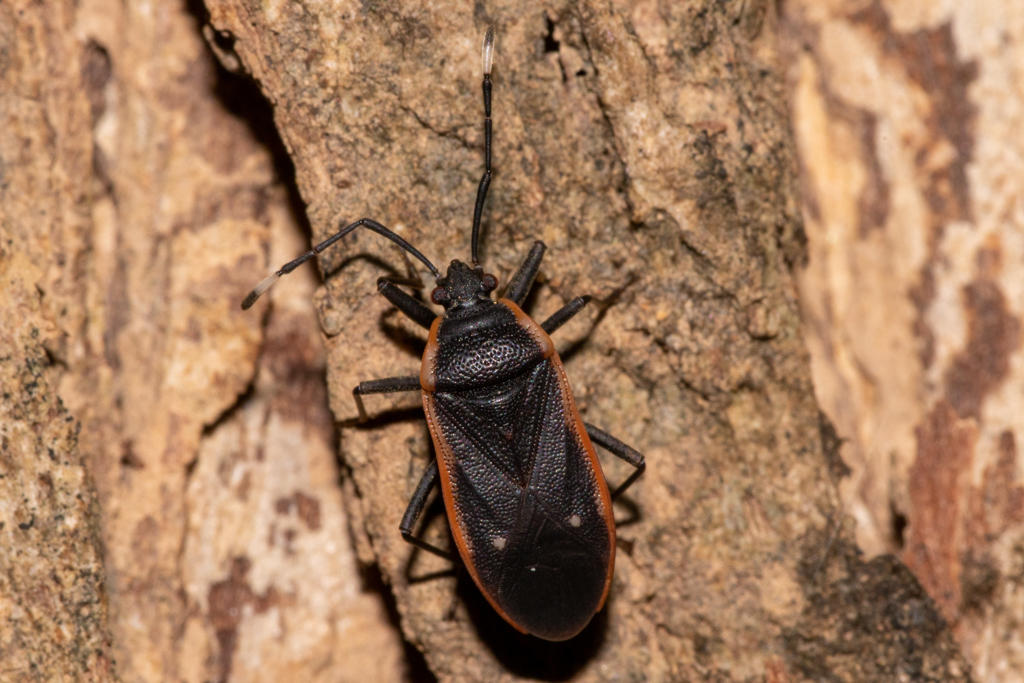 Euscopus indecorus
