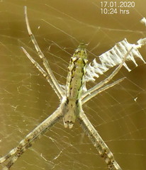Argiope tapinolobata