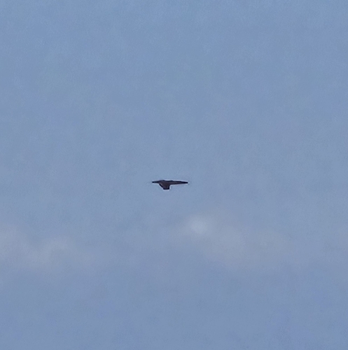 Buteo solitarius observed 2025-12-24