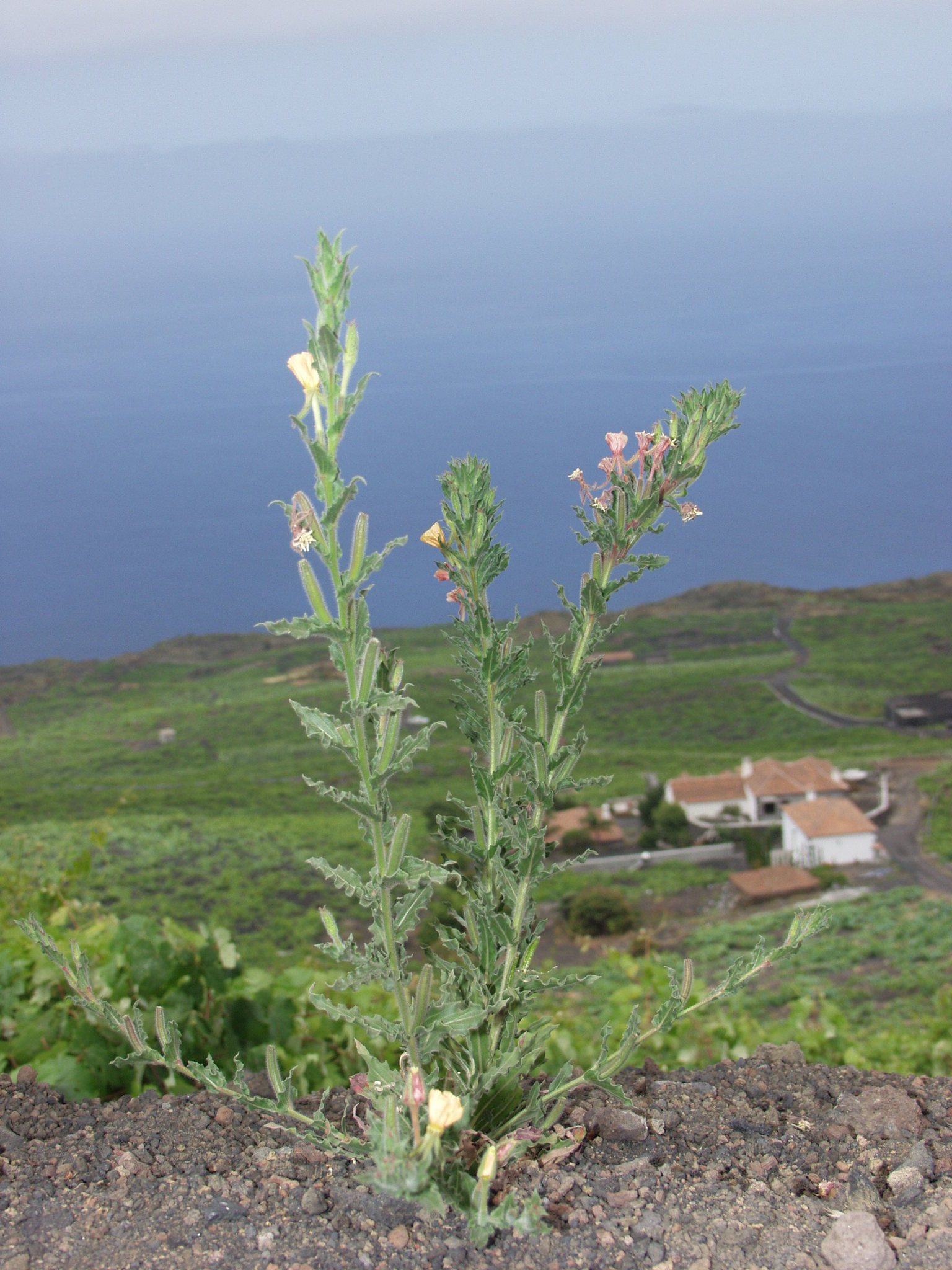 Oenothera indecora