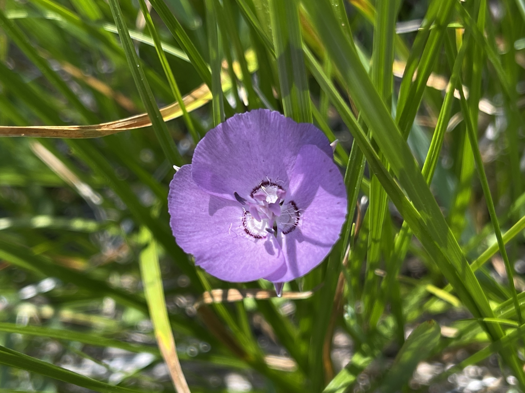 Naked Mariposa Lily (Calochortus nudus)