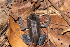 Leptobrachium smithi