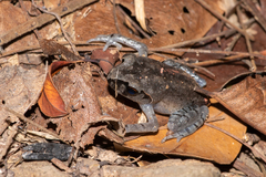 Leptobrachium smithi