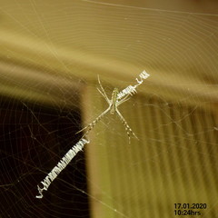 Argiope tapinolobata