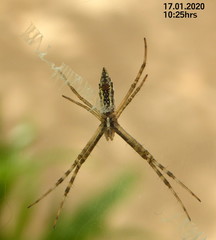 Argiope tapinolobata