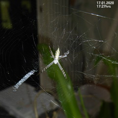 Argiope tapinolobata