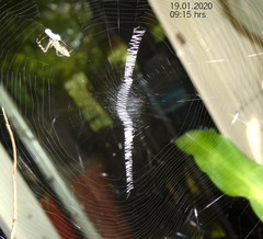Argiope tapinolobata