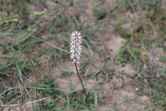Schoenocaulon ghiesbreghtii, photograph (c) Sue Ann Kendall, some rights reserved (CC BY)
