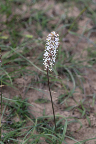 green-lily (Schoenocaulon ghiesbreghtii)
