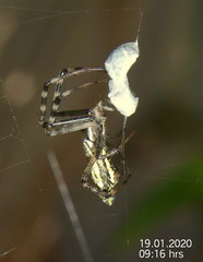 Argiope tapinolobata