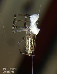 Argiope tapinolobata